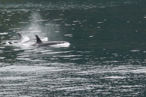 Orcas