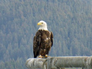 Bald Eagle