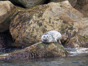 Harbour Seal