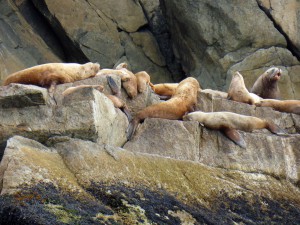 Steller Sea Lions