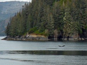 Humpback whale