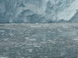 Sea Lions in front of Aialik Glacier