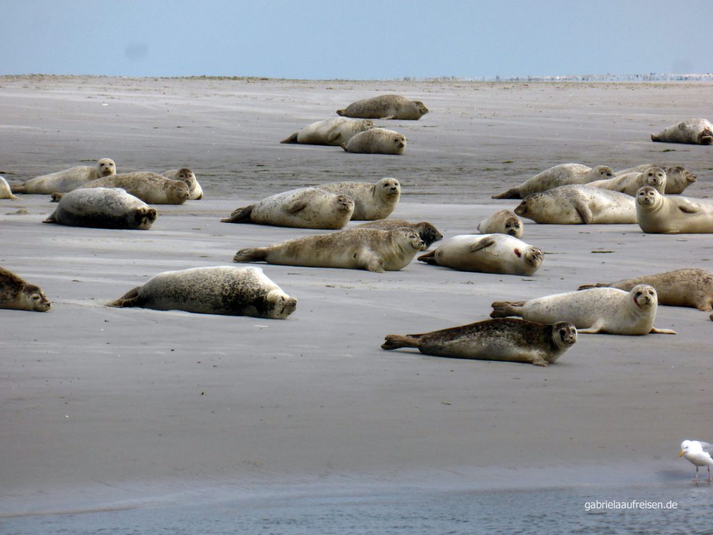 Seehunde auf Norderoogsand