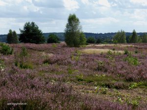 blooming heather