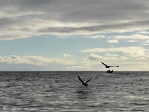 Antarctica, Spert Island, birds