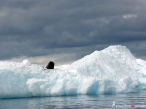 Antarctica, Cierva Cove