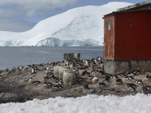 Antarctica, Mikkelsen Harbour, Gentoo penguins