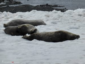 Antarctica, Mikkelsen Harbour, Weddell seals