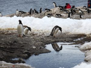 Antarctica, Gentoo penguin rookery, Mikkelsen Harbour