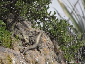 lizard, reptil, Peru, Colca Canyon
