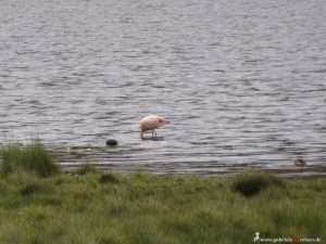 Peru, flamingo