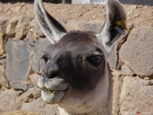 Alpaca, Peru