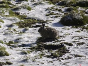 Peru, fauna, rabbit