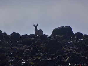 Peru, fauna, mammal