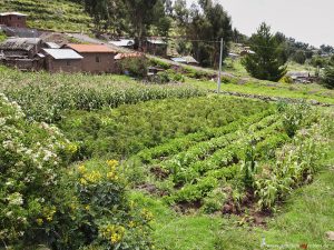 Peru, gardening