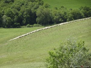 Fattoria Lischeto in Tuscany