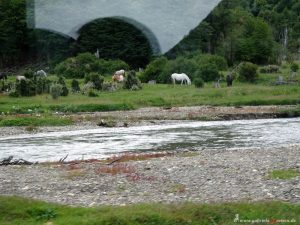 horses in Patagonia