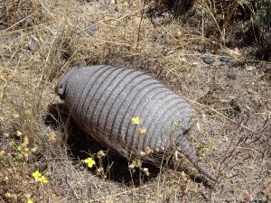 wildlife in Valdés