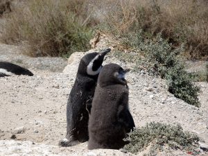 Halbinsel Valdés, Pinguinkolonie