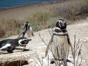 wildlife in Valdés