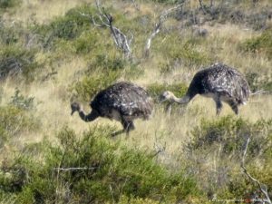 ostrich in Argentina