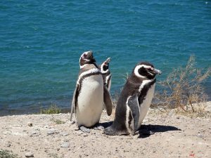 Puerto Madryn, penguins