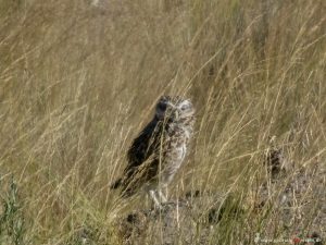 bird at peninsula Valdés