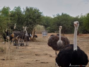 Ostrich Safari