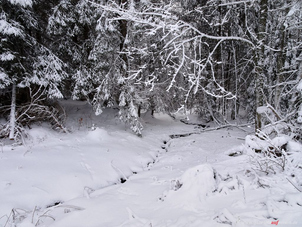 creek in winter