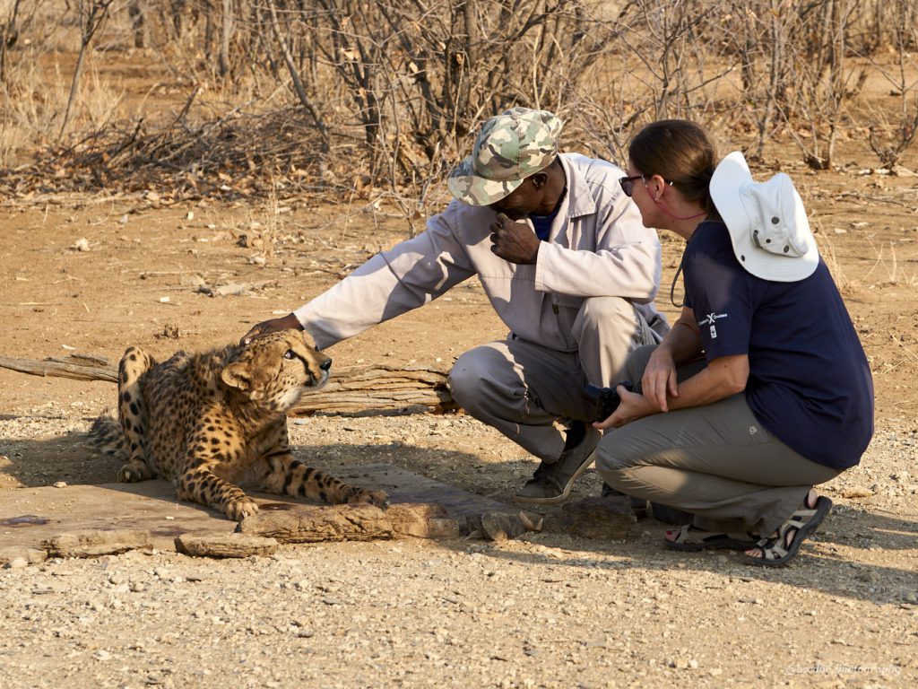 Dieses Bild hat ein leeres Alt-Attribut. Der Dateiname ist cheetah_at_Sopienhof_Lodge-1024x768.jpg