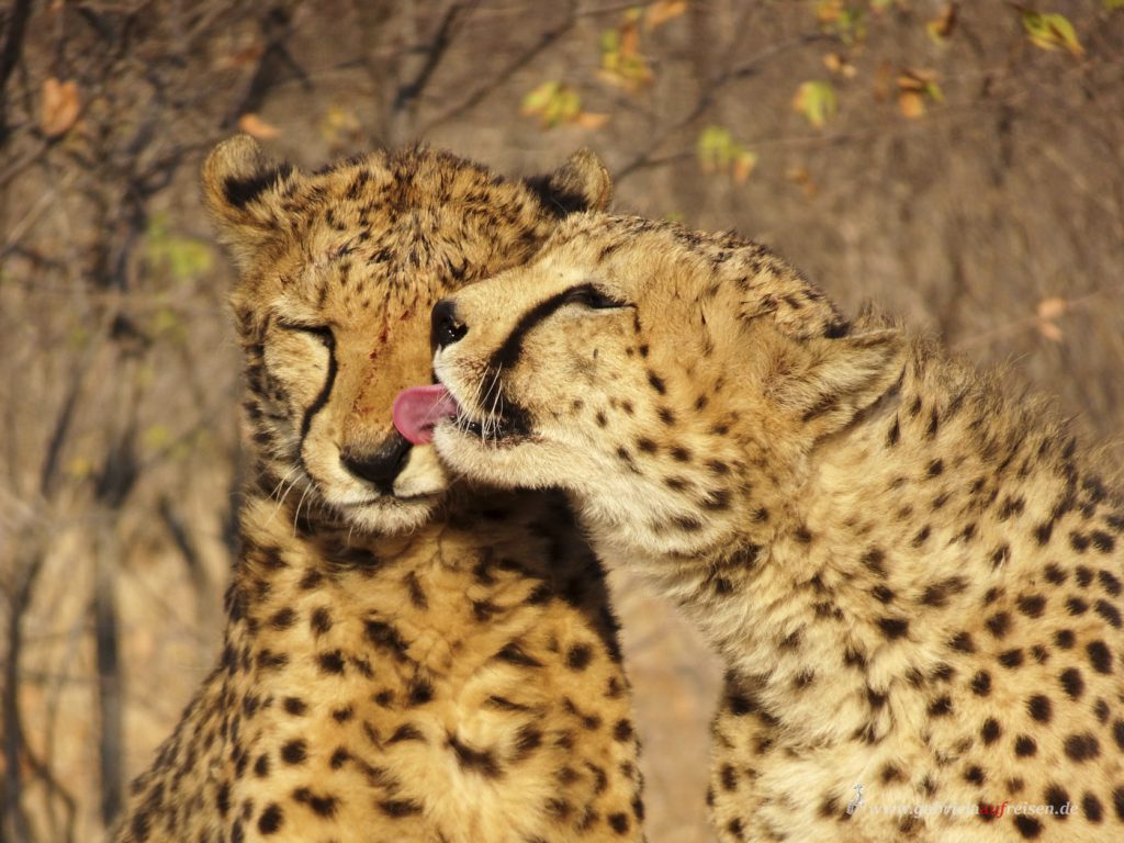 Dieses Bild hat ein leeres Alt-Attribut. Der Dateiname ist cheetahs-1024x768.jpg