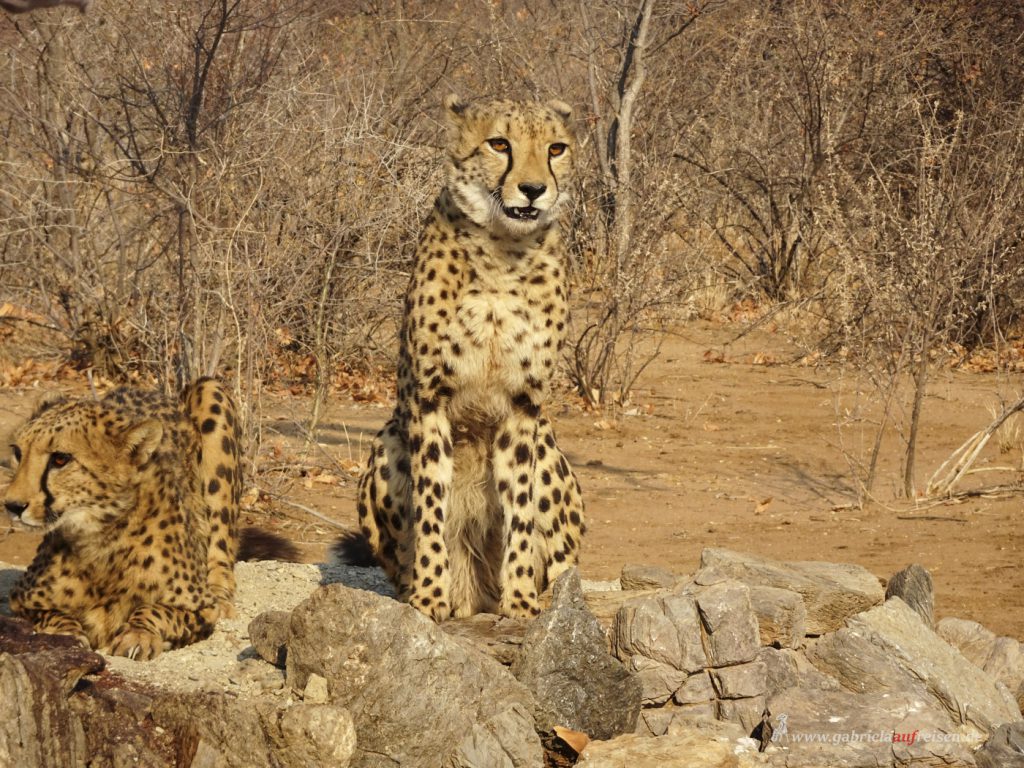 Dieses Bild hat ein leeres Alt-Attribut. Der Dateiname ist cheetahs_-1024x768.jpg