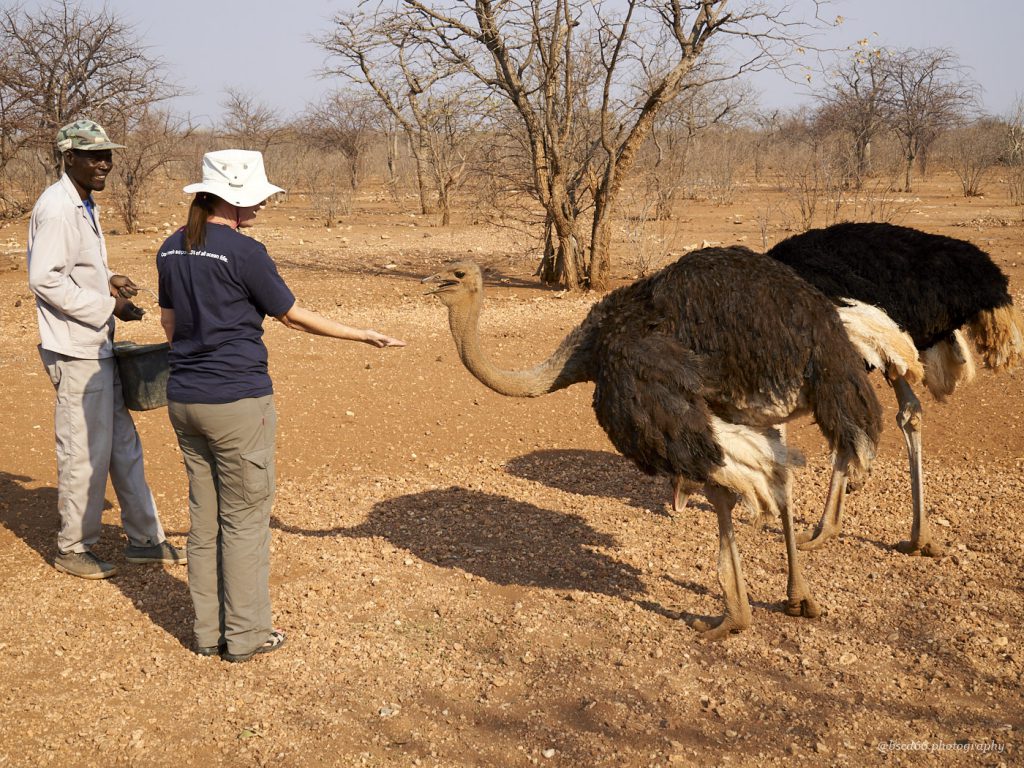 Dieses Bild hat ein leeres Alt-Attribut. Der Dateiname ist feeding_ostriches-1024x768.jpg