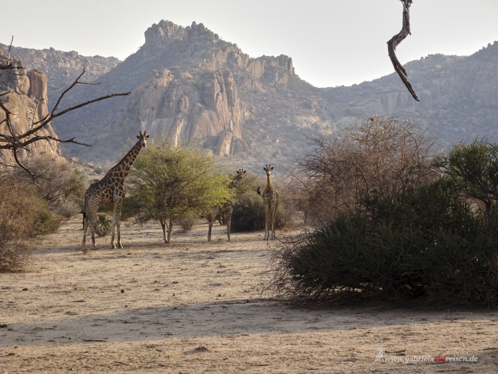 Dieses Bild hat ein leeres Alt-Attribut. Der Dateiname ist giraffes_at_Omandumba_Bush_Camp-1024x768.jpg