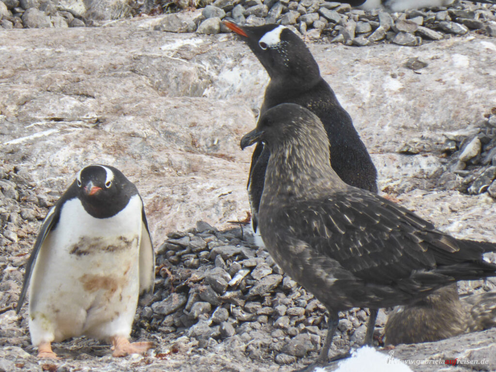 Pinguine-und-Raubmoewe