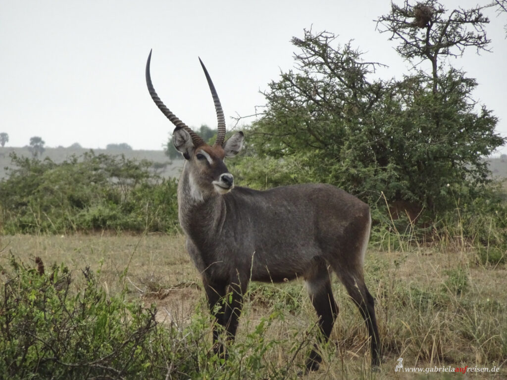 grosse Antilope in Uganda