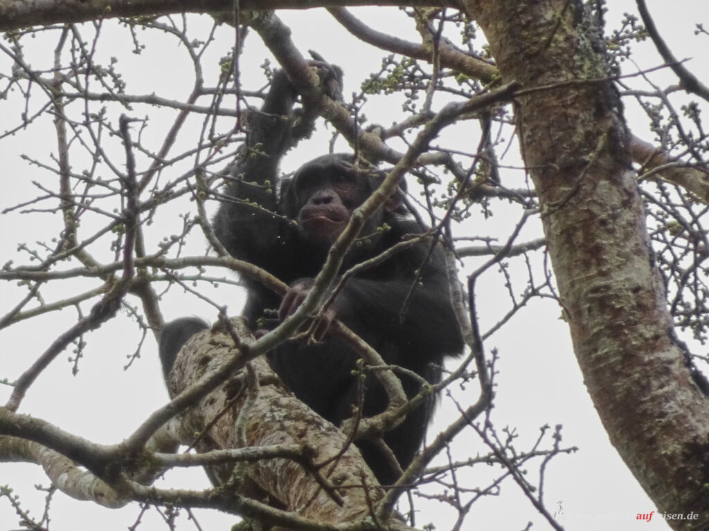 Schimpanse-im-Geaest