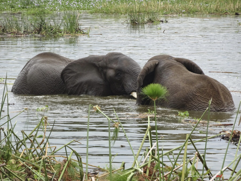 zwei-elefanten-im-Kanal