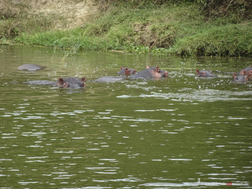 Flusspferde-im-Wasser