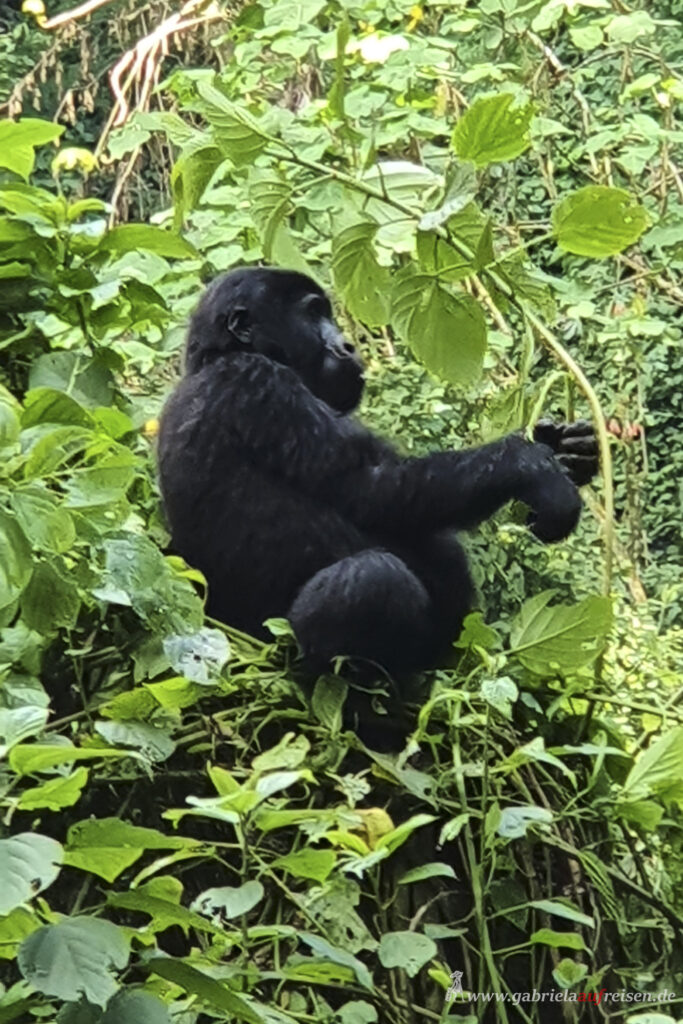 Gorilla-auf-einem-Baum
