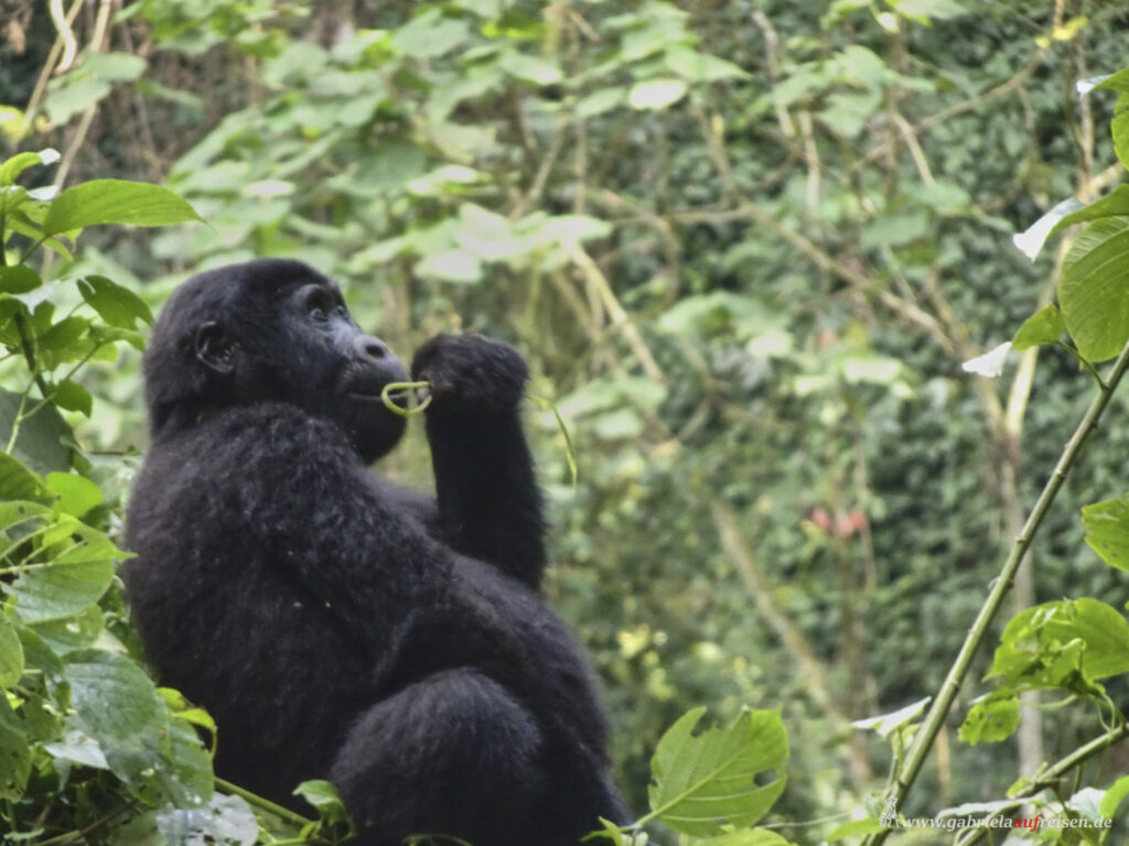 Gorilla-auf-Nahrungssuche
