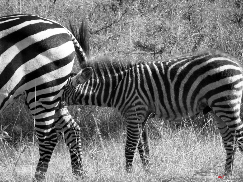 Zebra-mit-Fohlen