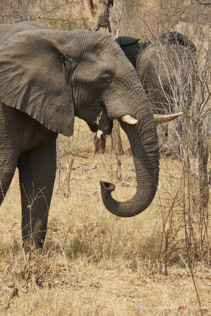 Elefanten-im-Chobe-Nationalpark