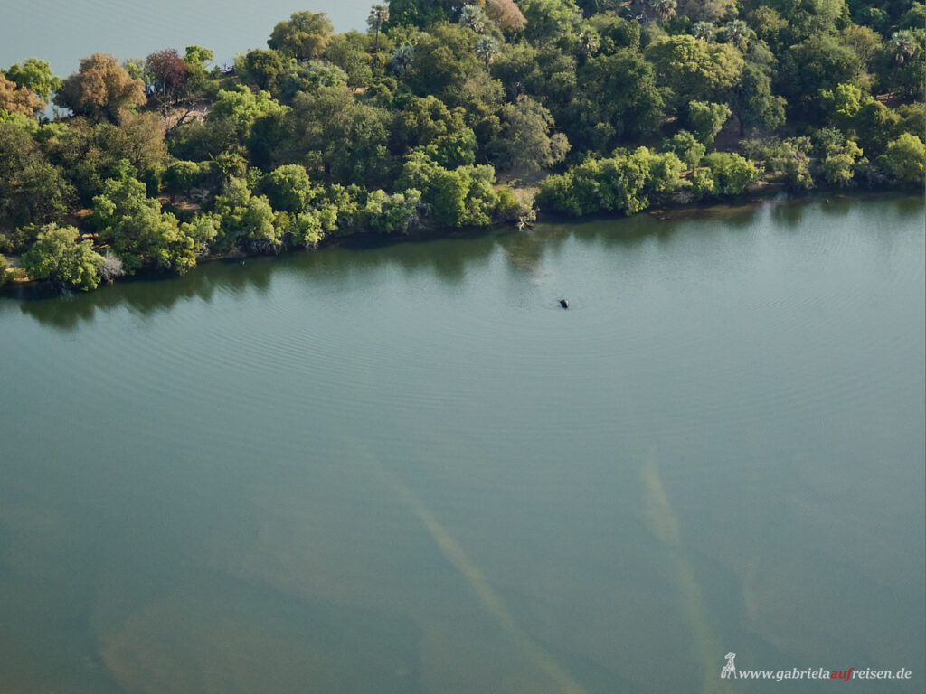 Elefant-schwimmt-durch-Zambezi-River