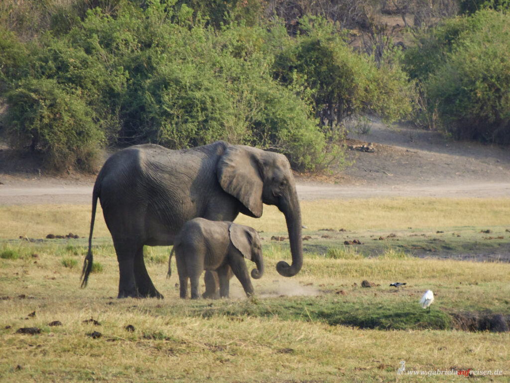 Chobe-River-Elefanten
