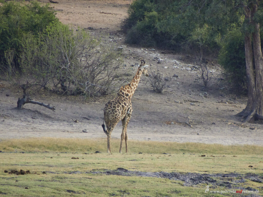 Chobe-River-Giraffe