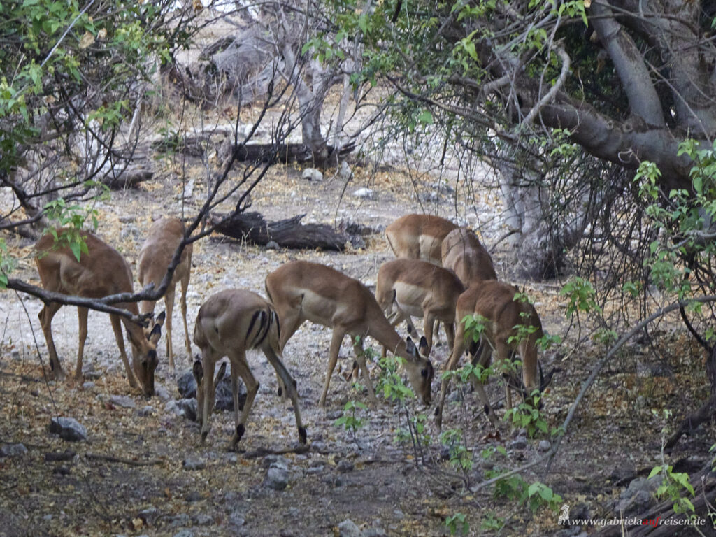 Chobe-Nationalpark-Antilopen