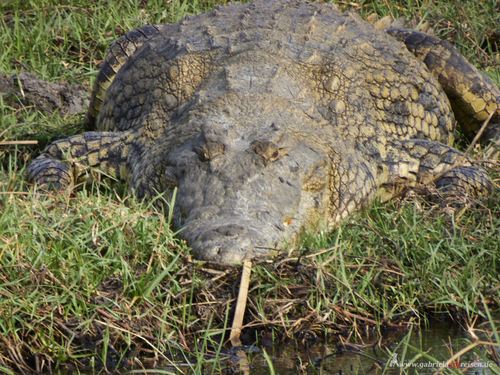 Krokodil-am-Chobe-River