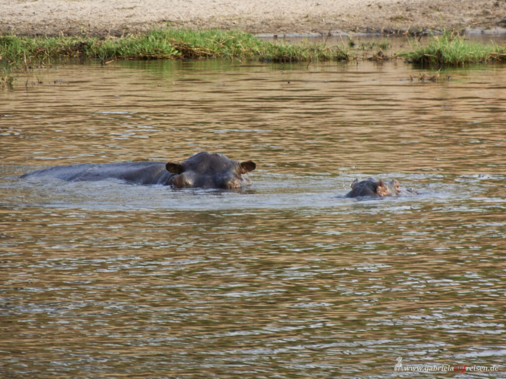 chobe-River-Hippos