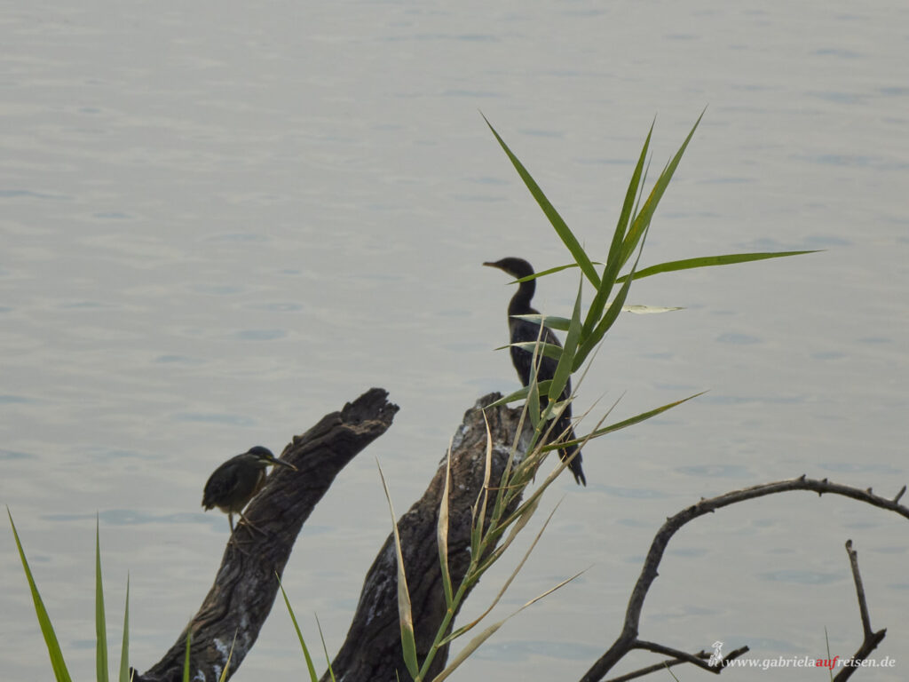Chobe-River-Schlangenhalsvogel